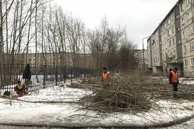 За неделю в Ульяновске спилили 92 аварийных дерева