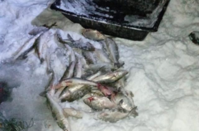 В Новосибирске трое браконьеров незаконно выловили рыбу на 330 тысяч рублей