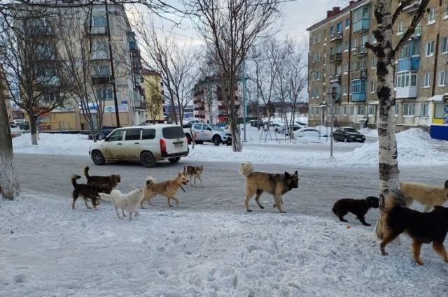 Стаи бродячих псов в городах и поселках Сахалина - не редкость.