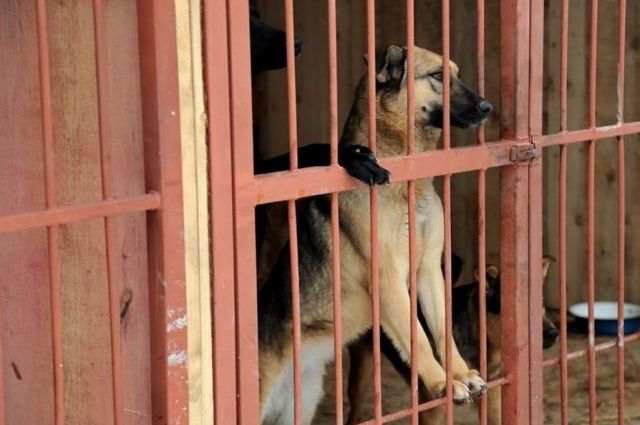 Радаев призвал системно решить проблему бродячих собак в Саратове
