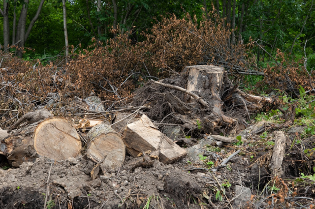 Жителю Ростовской области грозит до 10 лет тюрьмы за кражу деревьев