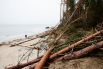 Поваленные деревья на пляже и обрушение части береговой линии после сильного шторма в посёлке Куликово в Калининградской области