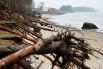 Поваленные деревья на пляже и обрушение части береговой линии после сильного шторма в посёлке Куликово в Калининградской области