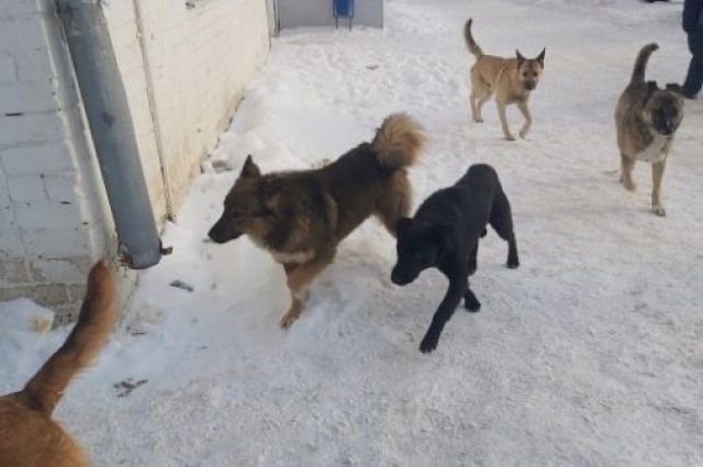 В Новокуйбышевске стая бродячих собак напала на шедшую из школы девочку