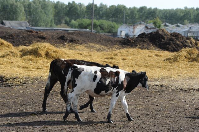 В 29 селах Татарстана введен карантин из-за заболевания скота