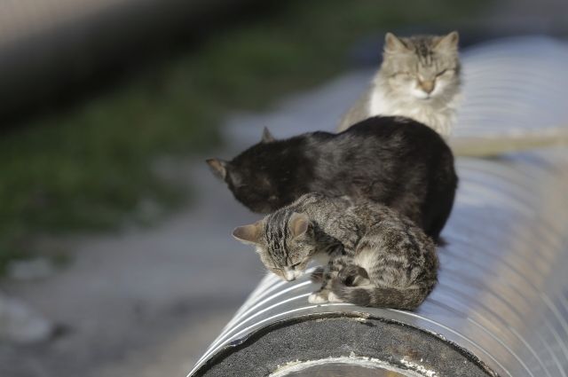 В Ленинском районе Саратова выявлен очаг бешенства из-за кота
