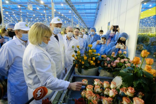 В Новосибирской области увеличивается мощность теплиц по выращиванию роз