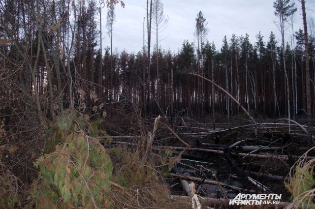 В Волгоградской области создали оперативный штаб по тушению пожаров