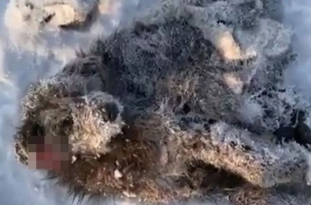 В Новосибирской области волонтёры пытаются спасти вмёрзшую в снег собаку
