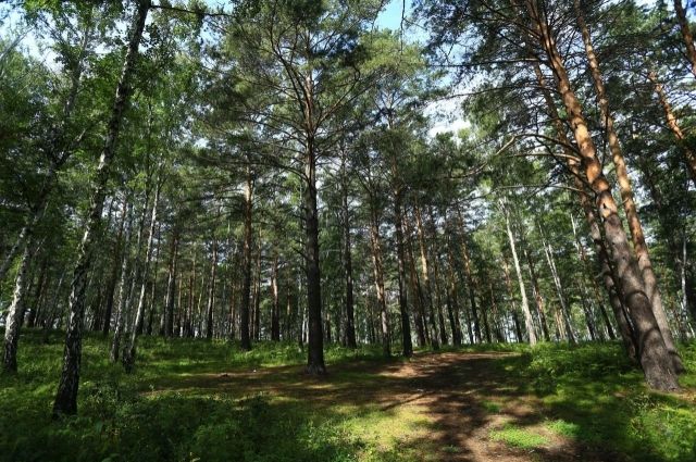 Зеленый пояс Иркутска будет увеличен на 39 тысяч гектаров