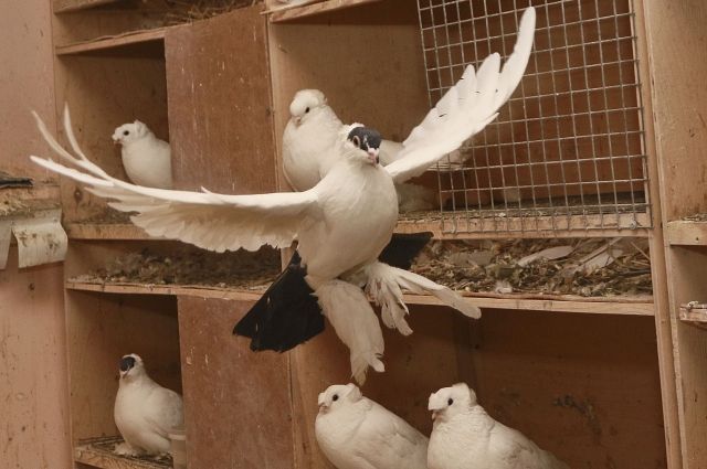 На Алтае разводят уникальные породы голубей