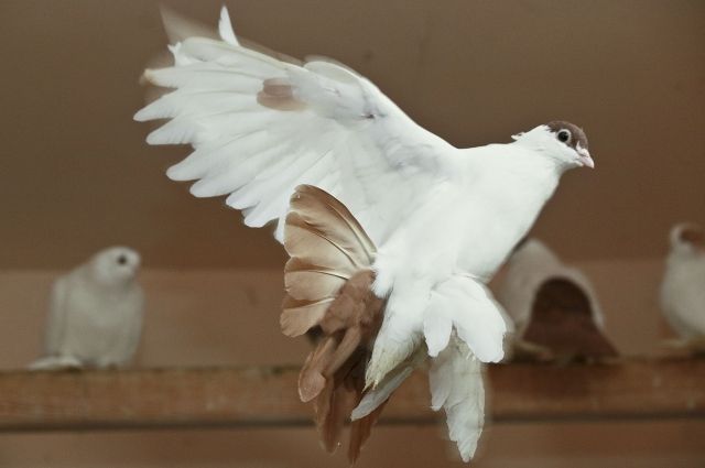 Особые декоративные породы алтайских голубей вывели в начале XX века.