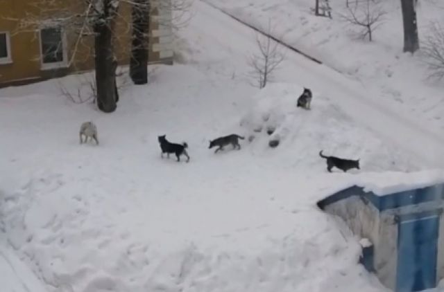 Жители Новосибирска испугались стаи собак в центре города