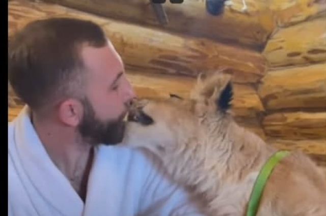 В Саратове мужчина снимает видео о жизни с диким животным в доме