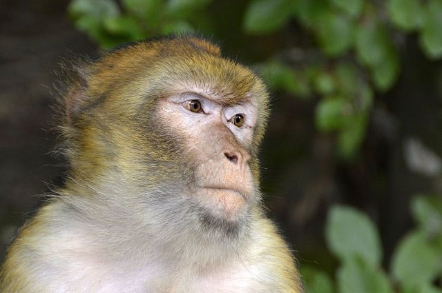 СМИ сообщают о сбежавшей из оренбургского зоопарка обезьяне