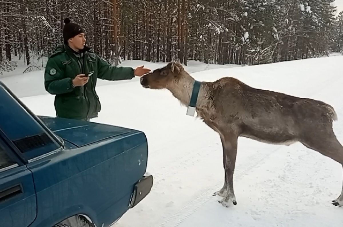 фото оленя с покрышкой на шее