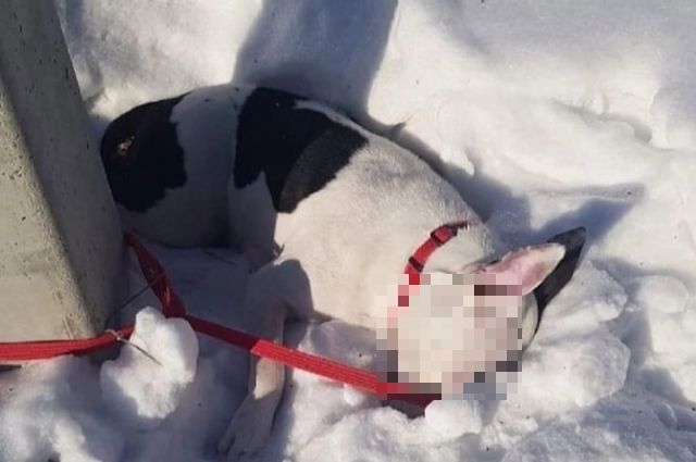 В Новосибирске замерзла привязанная к столбу собака