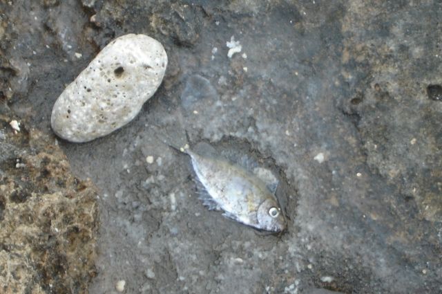 На одном из озёр в Омской области обнаружили замор рыбы