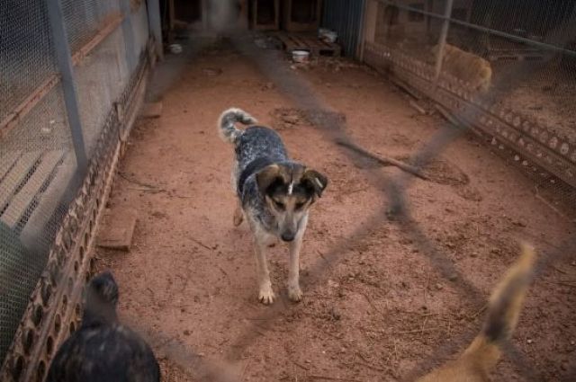 Сейчас в приютах Красноярска на пожизненном содержании находятся 423 собаки, которым был поставлен диагноз «проявление немотивированной агрессии». 