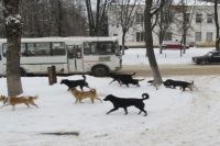 В Орске неизвестны возобновил отстрел собак