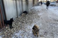 В Новотроицке пока не нашлось желающих взяться за отлов бездомных животных