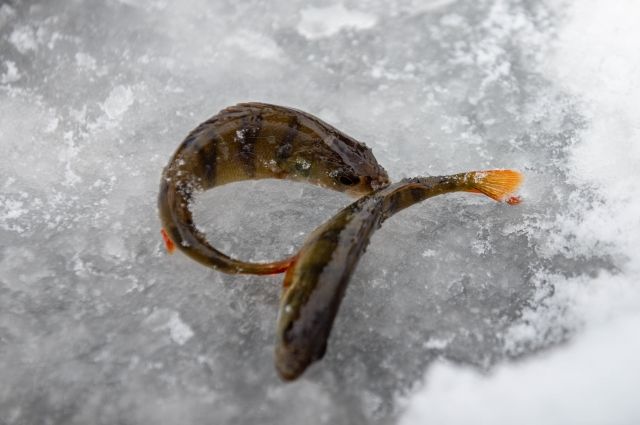 В Рыбинске спасли 71-летнего рыбака, который провалился под лед