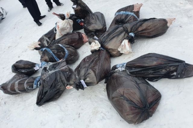 Полицейских арестовали за убийство 9 косуль в Новосибирской области