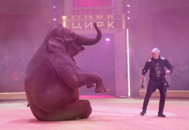 Цирк слонов билеты. Слониха в Тульском цирке. Девочка и слон цирк. Слон в цирке. Цирковой слон и девочка.