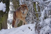 «Бродят вокруг города»: стаю волков заметили вблизи Горнозаводска
