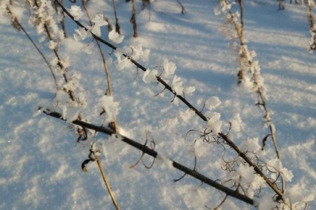 Ледяные цветы «распустились» в Челябинской области