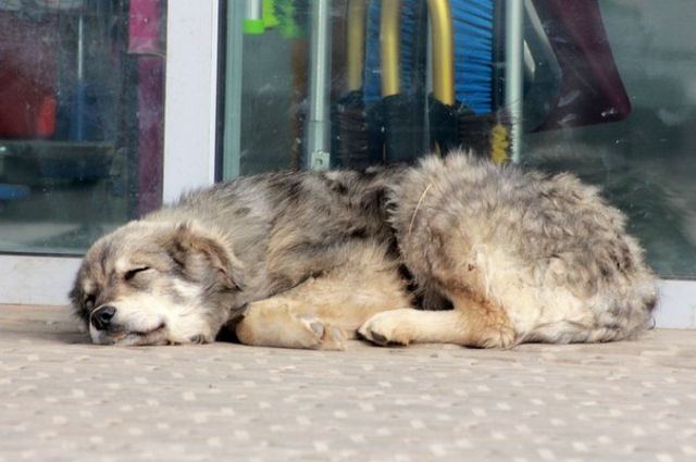В Дагестане насчитали более 51 тыс. бездомных собак и кошек