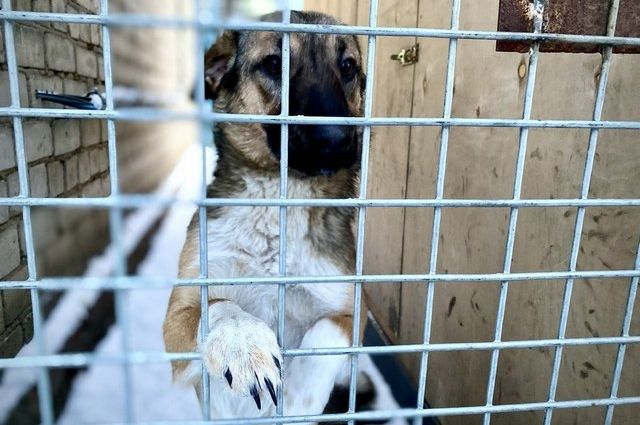 В Крымске собаки отравились кормом, переданным в приют