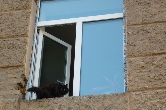 В Орске хозяйка кошки выпала из окна, потянувшись к карнизу за питомицей. 