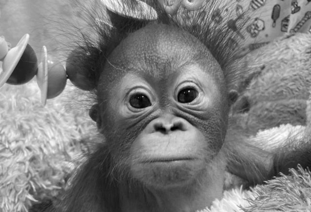 Дочь орангутана Бату умерла в Новосибирском зоопарке