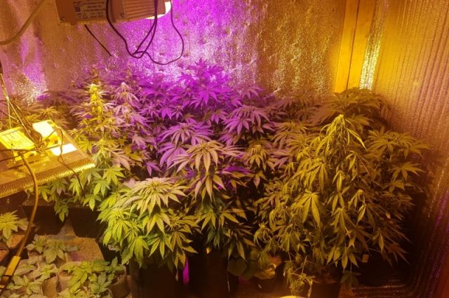 В конце апреля 2021 года стражи порядка установили причастность жителя поселка Большая Ирба к незаконному культивированию наркотических растений.