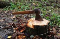 Дело о незаконной рубке деревьев в пойме Урала завершено