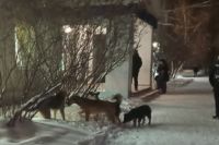 Бездомные собаки обосновались у оренбургской школы №6