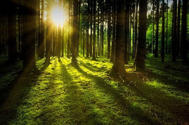 В Тамбовской области на площади 1030 гектаров высадят молодой лес