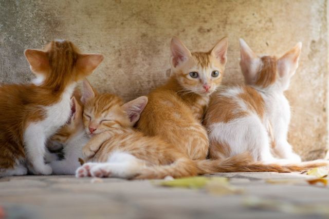 «Нужна кормящая мать»: лысьвенцы спасают котят, выброшенных на помойку