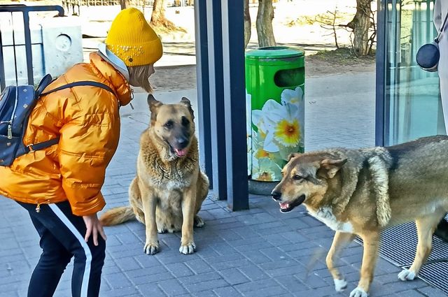 В Оренбурге жертвой стаи собак чуть не стала 13-летняя школьница