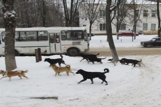 В Оренбурге отловят собак в районе улицы Дорофеева, где произошло очередное нападение на школьников.