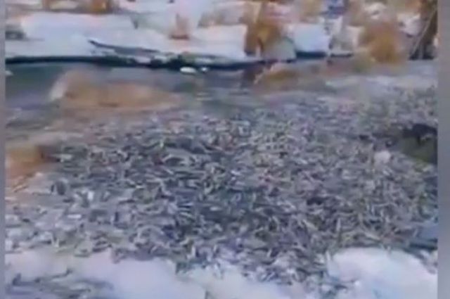 Массовуюгибель рыбы обнаружили рыбаки.