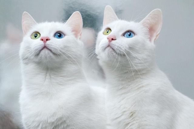 Кошки-близнецы Абис и Айрис