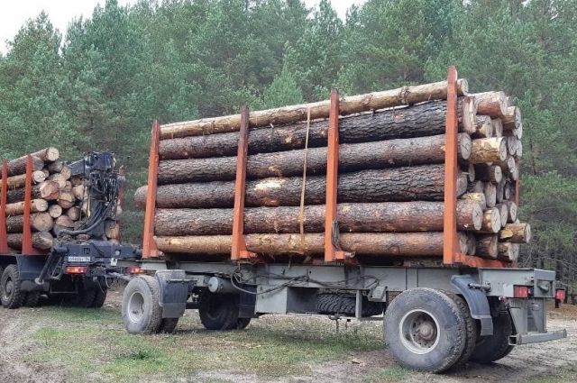 Автоинспекторы Кубани помешали нелегалам увезти 14,3 кубометров деревьев