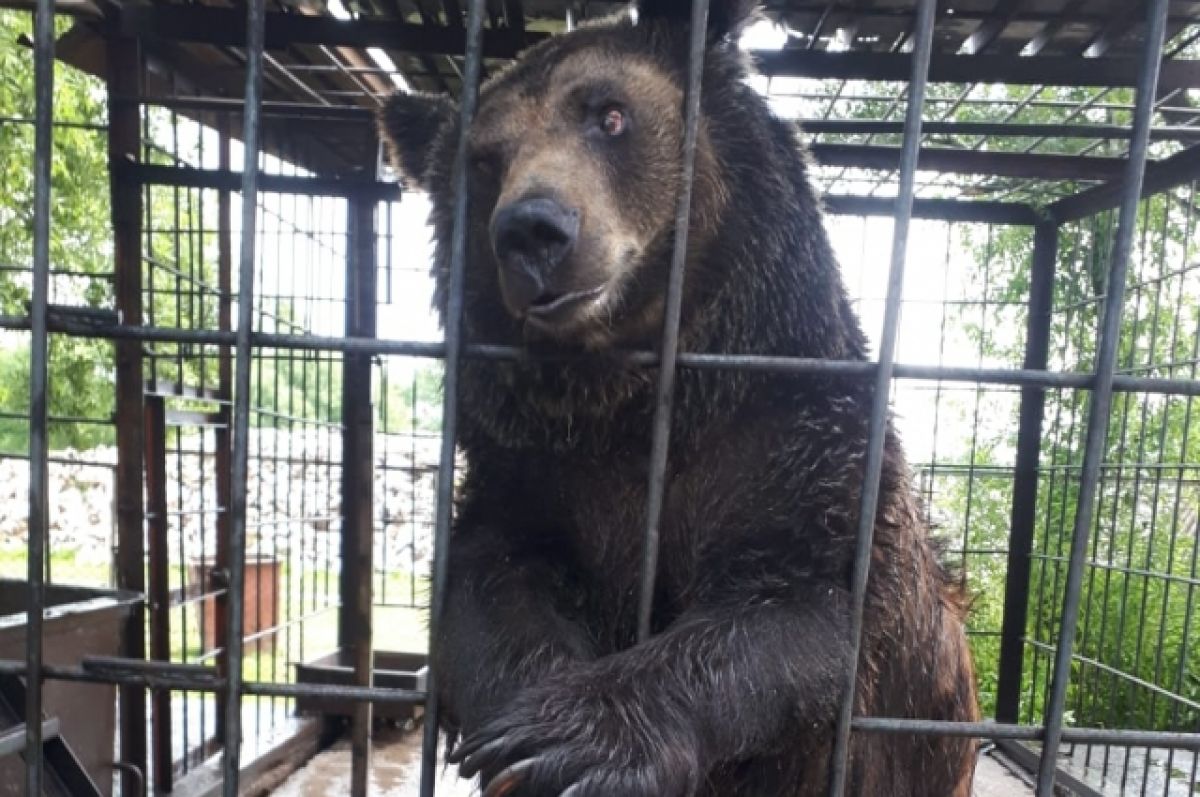 Медведь лишил ее жизни. Бурая Медведица Настя. Медведица Настя в Калининграде. Медведица из цирка теперь в зоопарке.