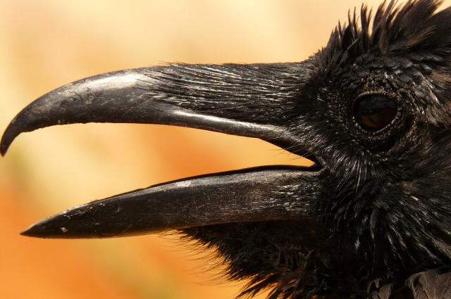 В Тамбовской области для защиты посевов от ворон используют хищных птиц