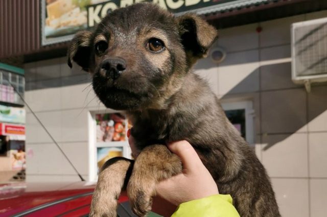 На Ставрополье выброшенных щенков спасла бездомная девушка