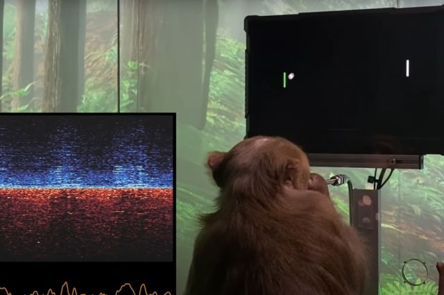 В эксперименте стартапа Neuralink обезьяна с чипом в головном мозге играет в пинг-понг на компьютере, управляя им силой мысли. 