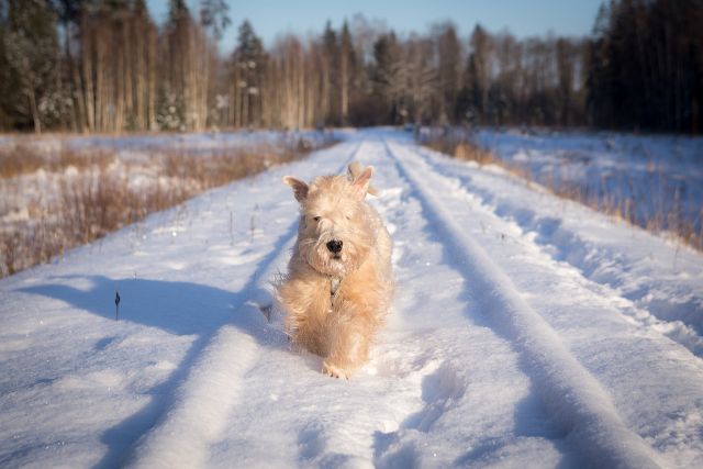 Новую площадку для выгула собак планируют создать в Ижевске