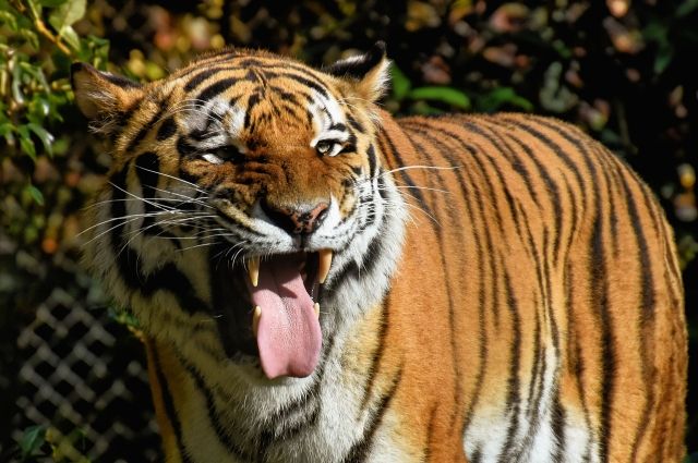 В Уссурийске заключенные окажут поддержку амурским тиграм